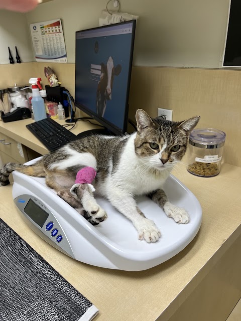 Animal Dermatology Clinic - San Diego